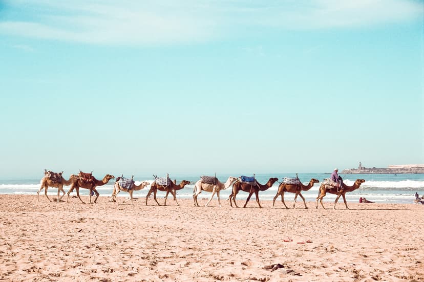 Marrakech to Essaouira: Best Ways to Travel (2026 Comparison Guide)